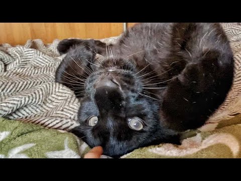 Видео: 🎉У пантеры Луны 100 тыс. Подписчиков на YouTube! 😻 / Реакция леопарда  на незнакомцев 😲