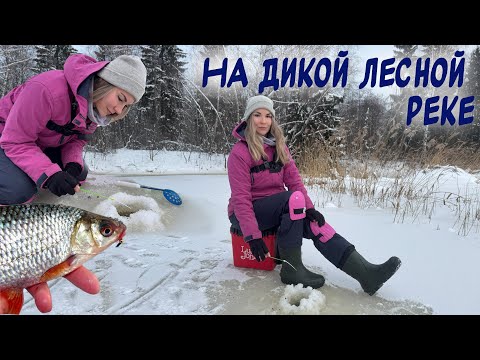 Видео: ПЕРВЫЙ ЛЕД 2024-2025! Ловлю на мормышку на дикой реке в лесу!