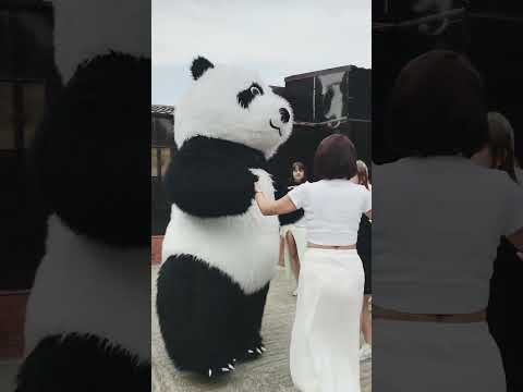 Видео: Сборка прикольных поздравлений от Больших Мишек, ростовые куклы, Мишка отжигает