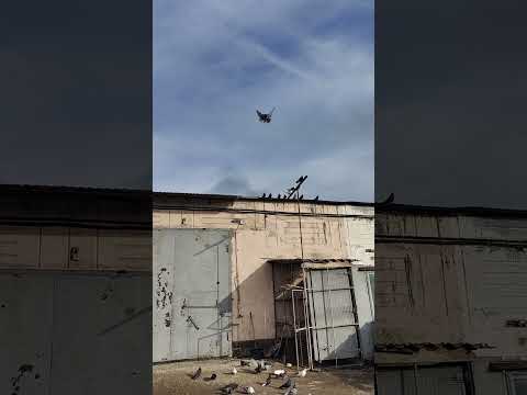 Видео: 6 ноября 2025 г.