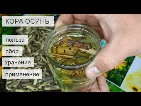 Видео: Кора Осины для Здоровья Польза Сбор Хранение и Применение