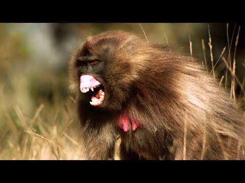 Видео: Самые Опасные Обезьяны в мире!