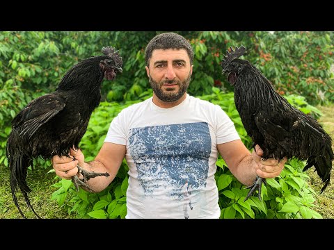 Видео: Самая РЕДКАЯ и ДОРОГАЯ Курица в Мире! Рецепт из ЧЕРНОГО Петуха Аям Цемани