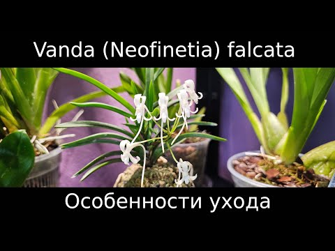 Видео: Орхидея, которая пахнет жасмином? Vanda (Neofinetia) falcata, особенности ухода #орхидеи #neofinetia