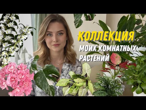 Видео: Моя коллекция комнатных растений 🌿
