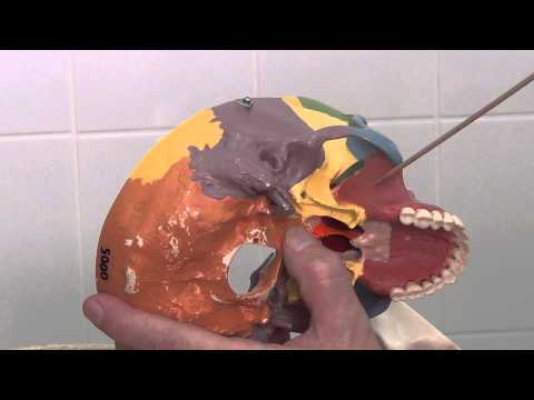 Видео: Клиновидная кость