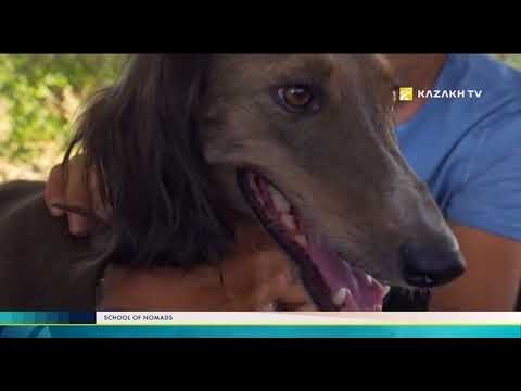 Видео: School of nomads №4. Собаки кочевников