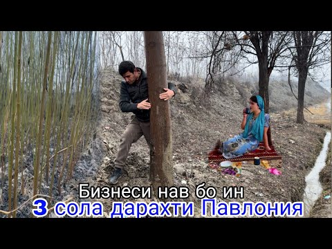 Видео: БИЗНЕСИ НАВ БО ДАРАХТИ 3 СОЛА ПАВЛОНИЯ, ДАР н ФАРХОР, 10 января 2025 г.