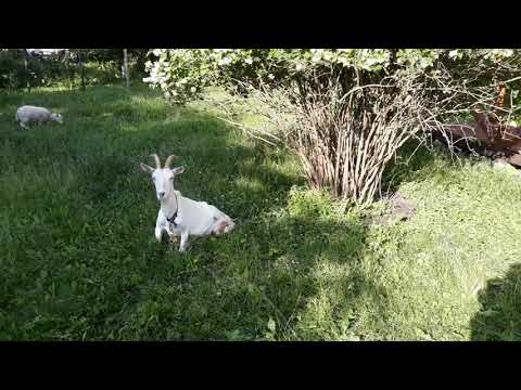 Видео: Как отучить козу орать