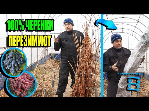 Видео: КАК ПРАВИЛЬНО ЗАГОТОВИТЬ И ХРАНИТЬ ЧЕРЕНКИ ВИНОГРАДА ОСЕНЬЮ? СЕВЕРНЫЙ ВИНОГРАДНИК 22-43
