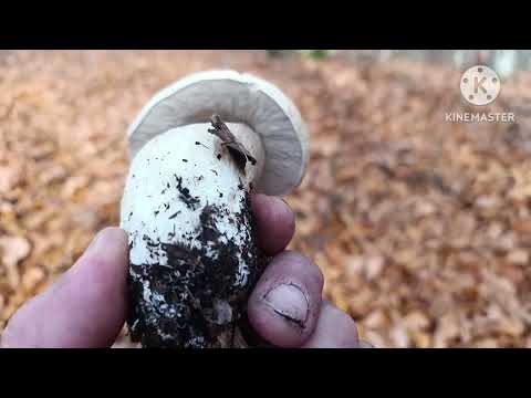 Видео: Небагато,але ще знайшов білих грибочків.03.11.2025 р.