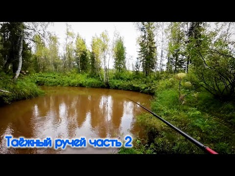 Видео: ч.2 ПОКЛЁВКИ НА КАЖДОМ ЗАБРОСЕ / НЕРЕАЛЬНАЯ РЫБАЛКА 