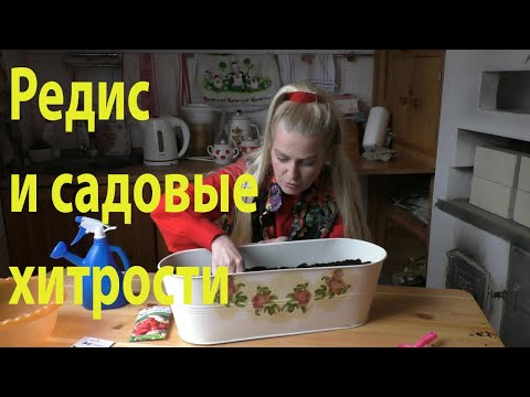 Видео: Выращиваем редис дома