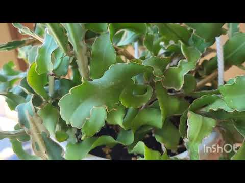 Видео: Эпифилум Гватемальский завязал плоды! 21.06.2023.