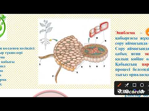 Видео: 7 сынып САБАҚ ПЕН ТАМЫРДЫҢ ІШКІ ҚҰРЫЛЫСЫ