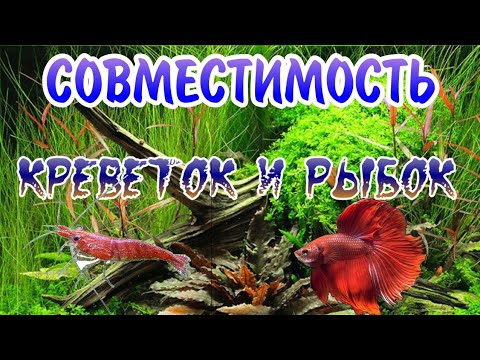 Видео: СОВМЕСТИМОСТЬ КРЕВЕТОК И АКВАРИУМНЫХ РЫБОК