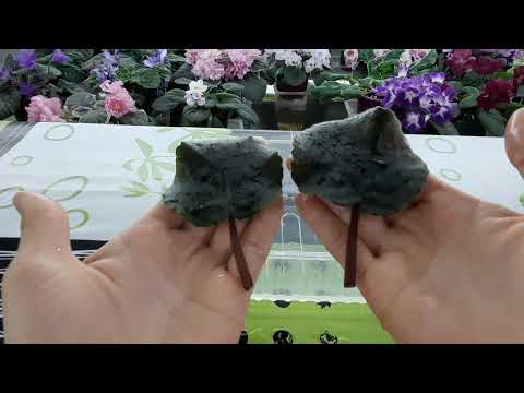 Видео: Как восстановить тургор у вялого листа фиалки?