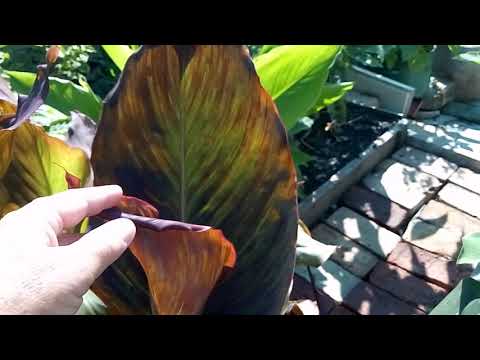 Видео: Канны в моём саду 1 августа, любимые сорта, соседи и особенности ухода за растениями.