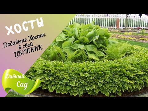 Видео: 🍀 Бордюр из ХОСТ l Обрамление  ЦВЕТНИКОВ 🍀