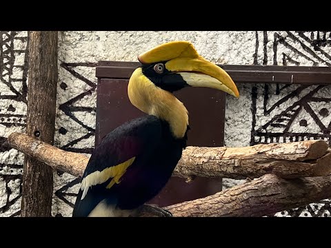 Видео: Пермский зоопарк 🦁