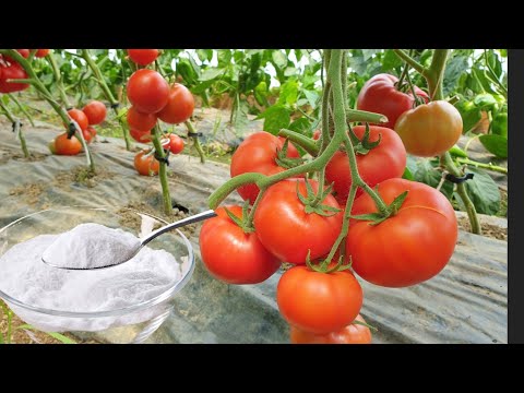 Видео: Пищевая сода – естественная защита от болезней и вредителей