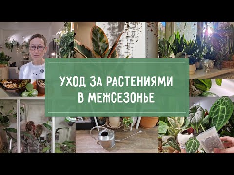 Видео: УХОД за растениями в МЕЖСЕЗОНЬЕ