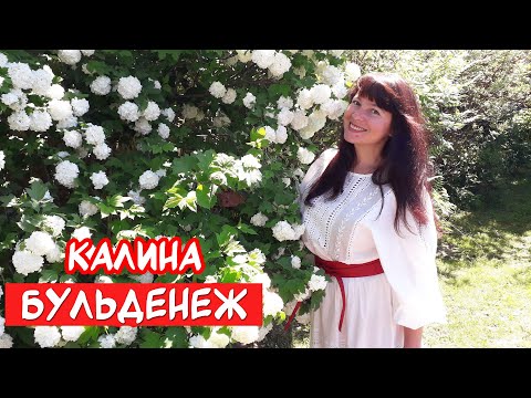 Видео: Декоративная КАЛИНА БУЛЬДЕНЕЖ - посадка, уход, обрезка. И пышное цветение!