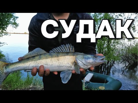 Видео: 🐟 СУДАК в ТРИ ЗАБРОСА 🎣 РЫБАЛКА ВЯЧЕСЛАВКА 🎣