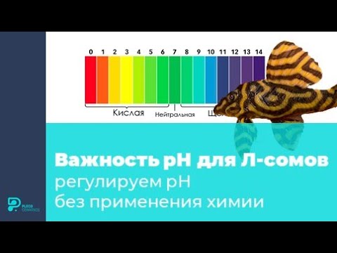 Видео: Важность рН для Л сомов, регулируем рН без применения химии