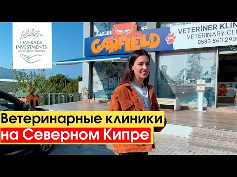 Видео: Ветеринарные клиники и отношение к животным на Северном Кипре. Leverage Investments