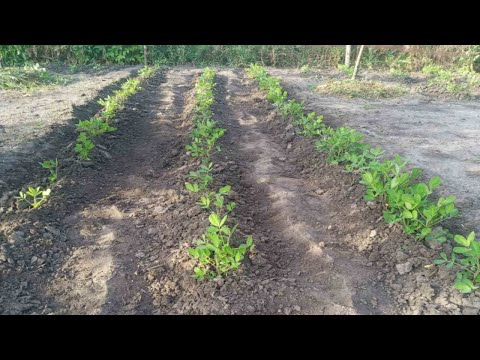 Видео: Уход за посаженным арахисом: первое окучивание