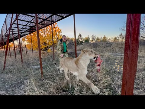 Видео: Мы приехали КОРМИТЬ ЛЬВОВ, посмотрите как аккуратно они берут мясо!