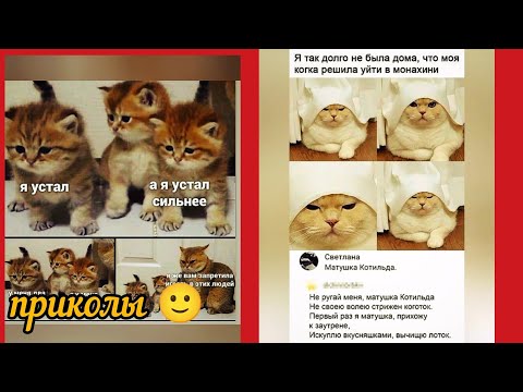 Видео: 🙂Котики лучше и всего пародируют людей лёжа на диване приколы и смешные картинки 