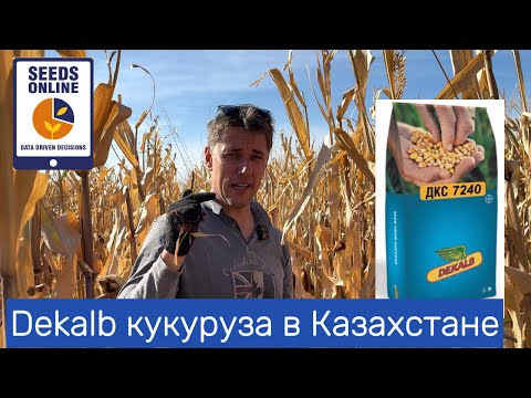 Видео: Dekalb кукуруза гибриды Декалб  Казахстан обзор демо  corn Kazakhstan demo field 2025 Bayer hybrids