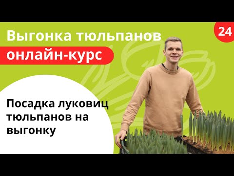 Видео: 24 Посадка луковиц тюльпанов в ящики и лотки