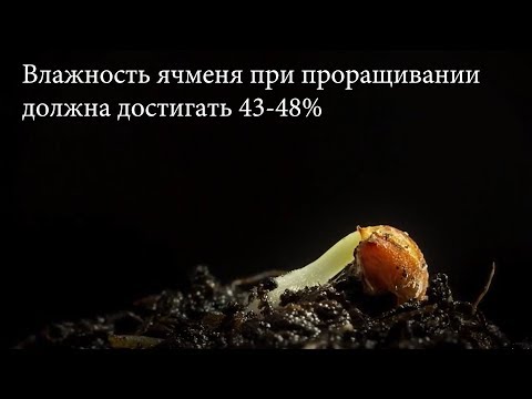 Видео: Как правильно сделать солод. Теория и практика