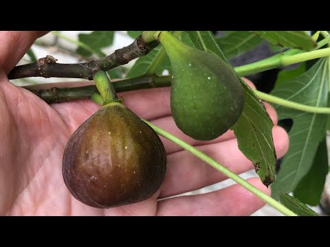 Видео: ИНЖИР БРАУН ТУРКЕЙ. МОЙ СПОСОБ ВЫРАЩИВАНИЯ В ПОДМОСКОВЬЕ