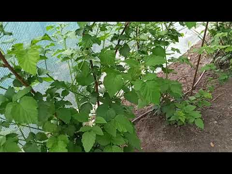 Видео: Ежемалина Тайберри - Самый урожайный сорт