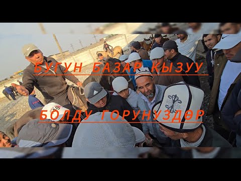 Видео: Базар коргон жылкы базары