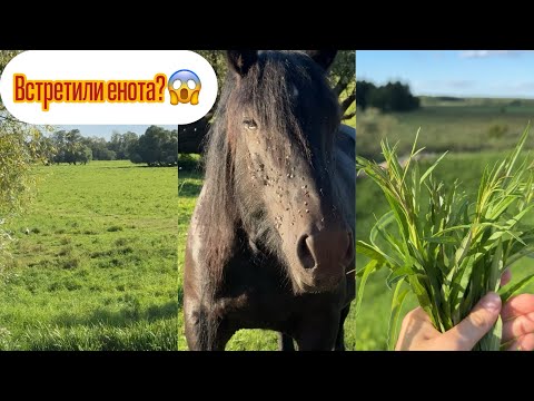 Видео: Vlog: Собираем травы и ягоды. Каких животных встретили 😱