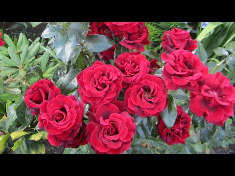 Видео: Как правильно посадить розу!