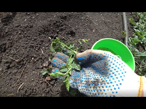 Видео: Вьюнок. Как избавиться?