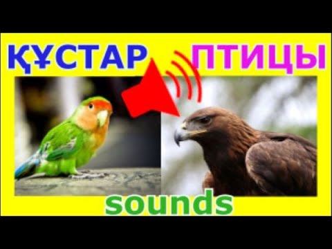 Видео: Звуки птиц!ҚҰСТАР Даусы/ПТИЦЫ на казахском!Sound of birds!Учим казахский! КУСТАР! Жануарлар әлемі