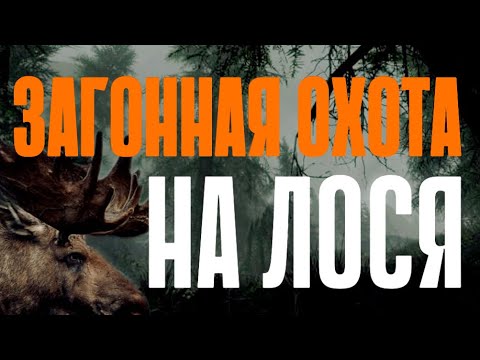 Видео: Загонная охота на лося 2022
