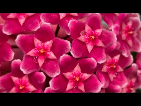 Видео: Хойи, грунт и конский перегной. Результат!