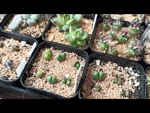 Видео: Небольшой обзор моих сеянцев кактусов и суккулентов :)