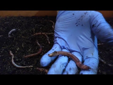 Видео: Влияние состава корма на рост Дендры. Итоги конкурса.