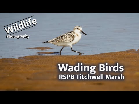 Видео: Болотные птицы на болоте Титчвелл | Фотографии дикой природы Великобритании | Canon R5