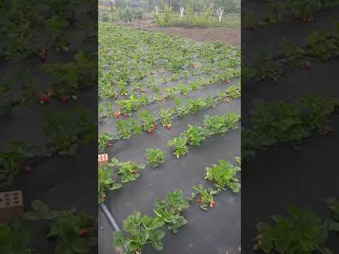 Видео: Клубника Альба. Перекупы не дают торговать.