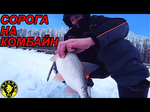 Видео: СОРОГА КАК СЕЛЁДКА. ОБСКАЯ РЫБАЛКА НА КОМБАЙНЫ.